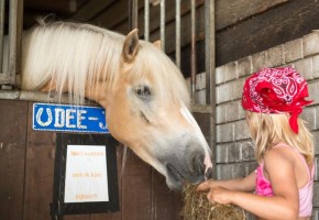 kinderfeestje op de boerderij, boerderijfeestje, kinderfeestje op de boerderij Noord-Brabant, boerderijfeestje Noord-Brabant, kinderfeestje FarmCamps Noord-Brabant, kinderfeestje op de boerderij FarmCamps, glamping kinderfeestje, slapen in een safaritent op je kinderfeestje