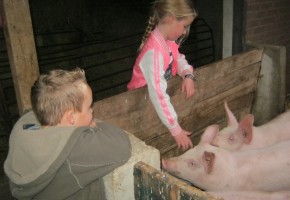 kinderfeestje kinderboerderij, kinderboerderij Gelderland, kinderboerderij Bronckhorst, kinderfeestje kinderboerderij Gelderland, kinderfeestje kinderboerderij Feltsigt, kinderfeestje Feltsigt, kinderfeestje Bekveld, kinderfeestje kinderboerderij Bekveld, kinderfeestje met dieren, kinderfeestje op de boerderij Gelderland, konijnen, cavia's, kippen, varkens, ezels, pony's, kinderfeestje hooiberg, partijtje kinderboerderij